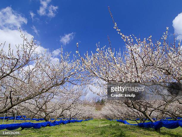 japanese apricot tree - prunus mume stock pictures, royalty-free photos & images