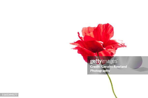 remembrance day - poppy stock pictures, royalty-free photos & images