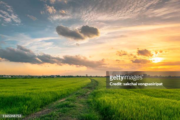 idyllic view of rice fields against sky during sunset,thailand - granja fotografías e imágenes de stock