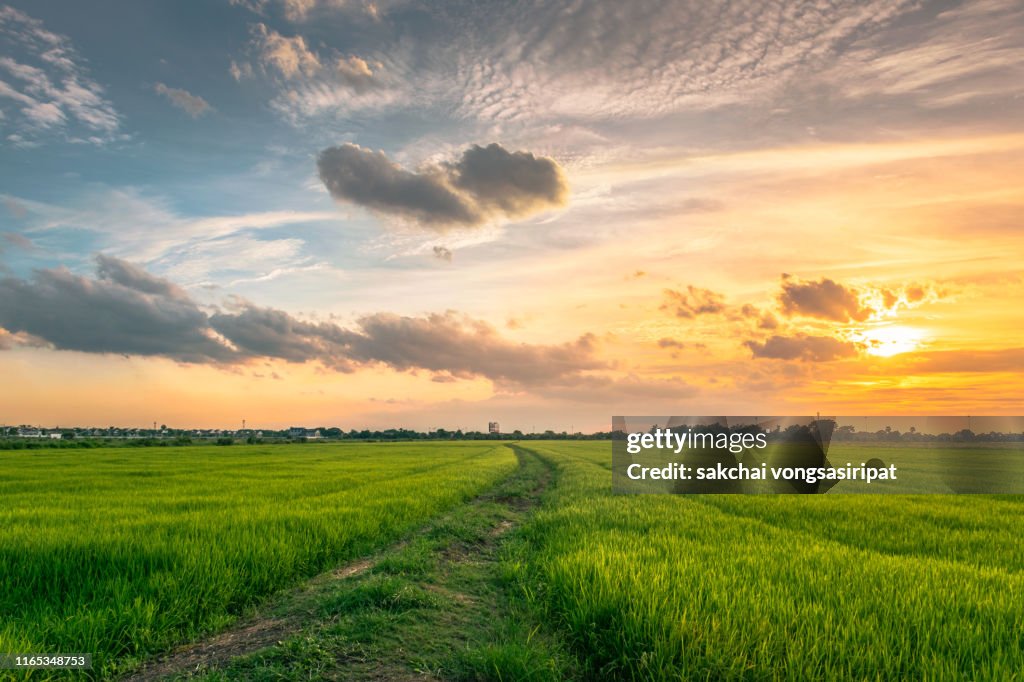 Idyllic View of Rice Fields Against Sky During Sunset,Thailand
