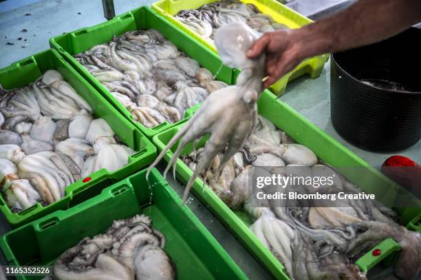 fresh octopus at a fish market - octopus ink stock pictures, royalty-free photos & images