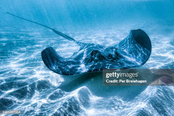 eye level with a stingray in exuma_bahamas - great-exuma stock-fotos und bilder