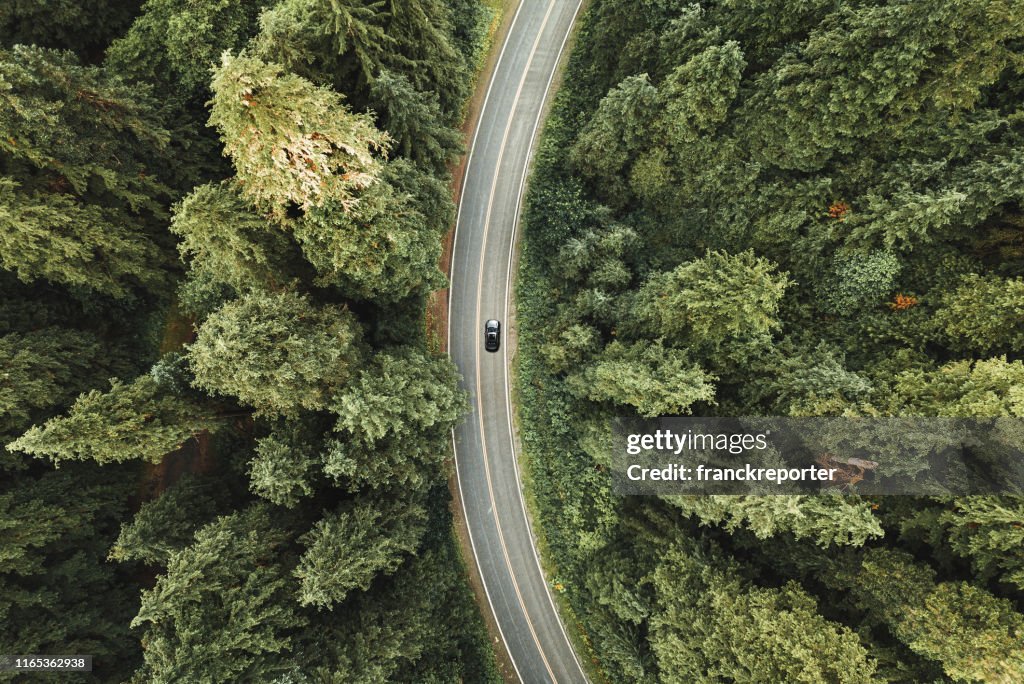 Estrada sinuosa na floresta na América do Norte