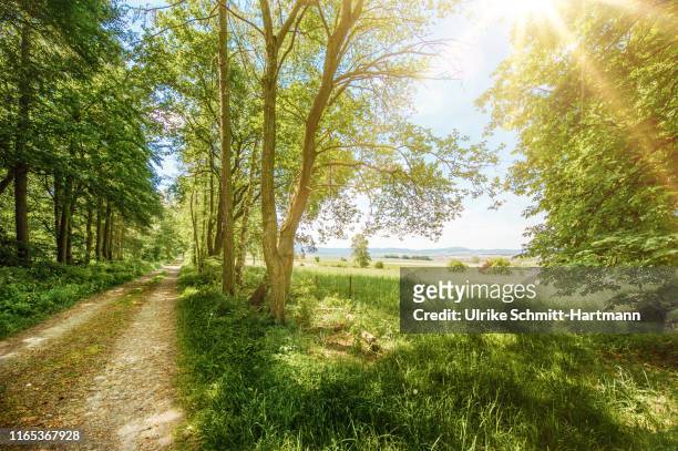 rural scene in summer - depth of field togetherness looking at the camera stockfoto's en -beelden