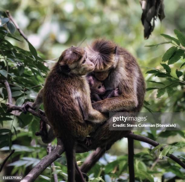 Monkey family