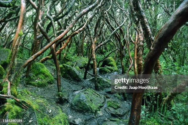 el cajas national park, ecuador - cuenco stock-fotos und bilder