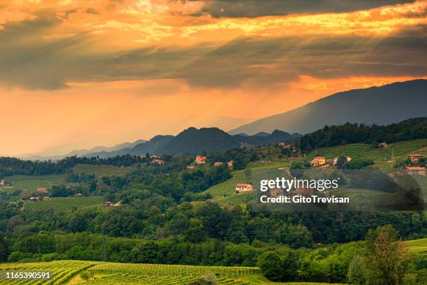 refrontolo - the prosecco hills at sunset - treviso italy stock pictures, royalty-free photos & images