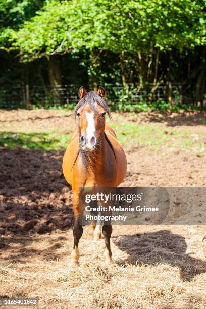 little one - welsh pony stockfoto's en -beelden