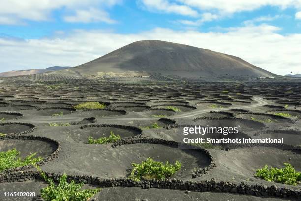 winemaking techniques in extreme volcanic landscape in lanzarote, canary islands, spain - volcanic landscape stock pictures, royalty-free photos & images