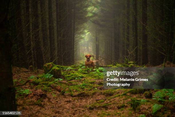 dog amongst pine trees - pointer dog stock pictures, royalty-free photos & images