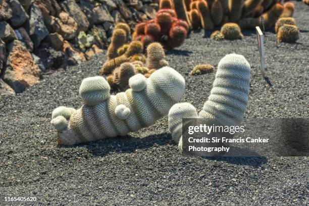 phallic-shaped cactus plants - forma de falo fotografías e imágenes de stock