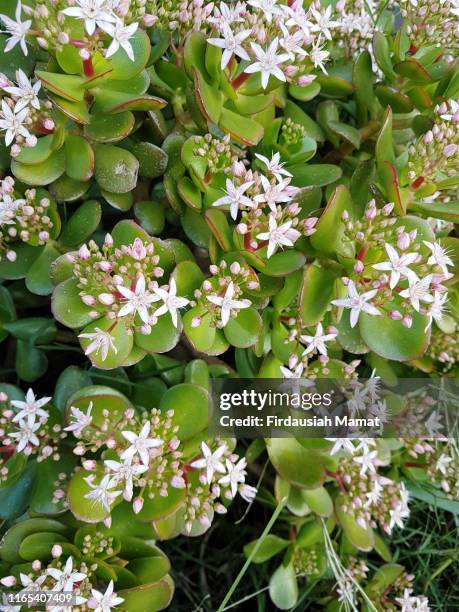 crassula ovata ovata also known as jade plant, lucky plant, money plant or money tree - crassula stock pictures, royalty-free photos & images