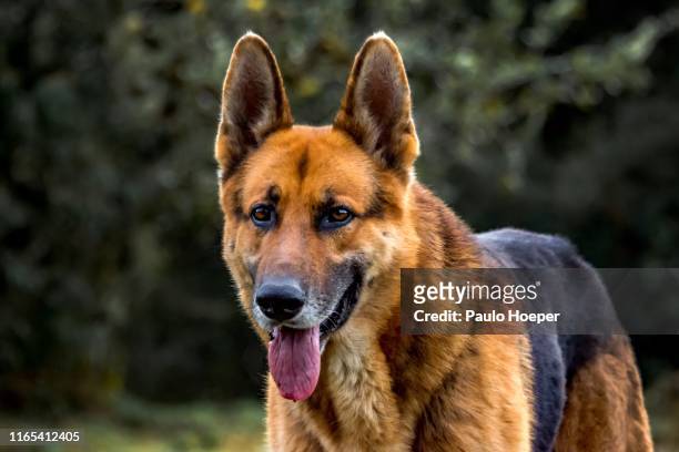 german shepherd - german shepherd portrait stock pictures, royalty-free photos & images