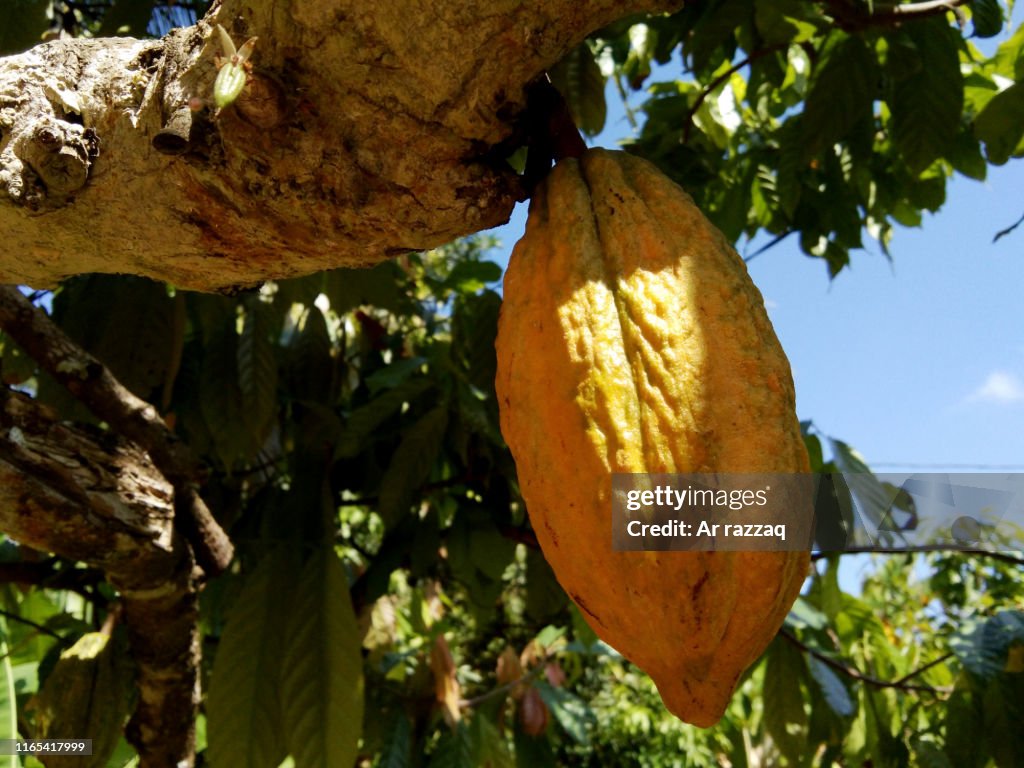 Theobroma cacao in a tree