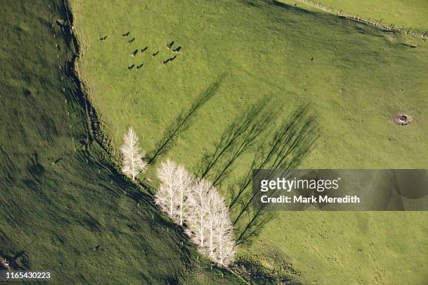 farm with wintry trees - new zealand aerial stock pictures, royalty-free photos & images