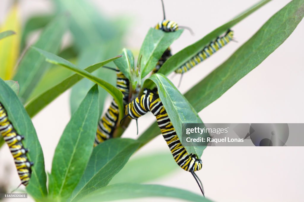 Several caterpillars on a milkweed plant