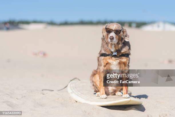 a sunglasses-wearing dog stands on a surfboard on the beach - tillamook county stock pictures, royalty-free photos & images
