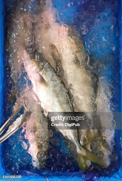 young japanese amberjack, yellowtail, amberfish - japanese amberjack stock pictures, royalty-free photos & images