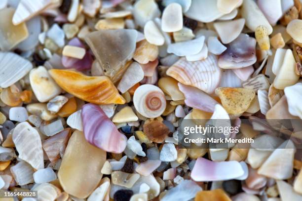 sand detail of fragmented shells - broken seashell stock pictures, royalty-free photos & images