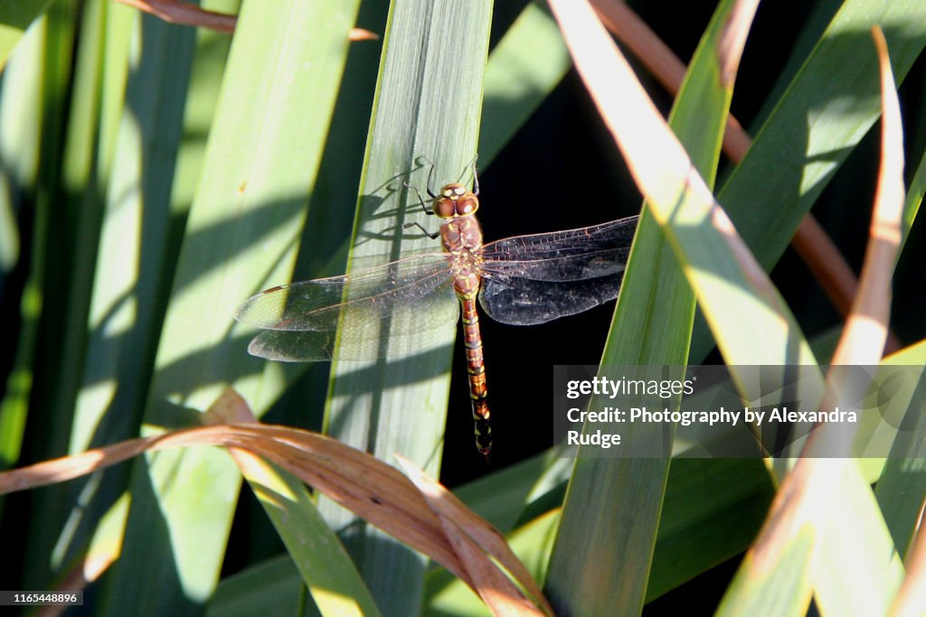 Female California darner.