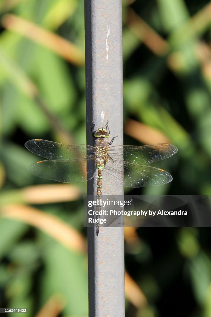 Female California darner.