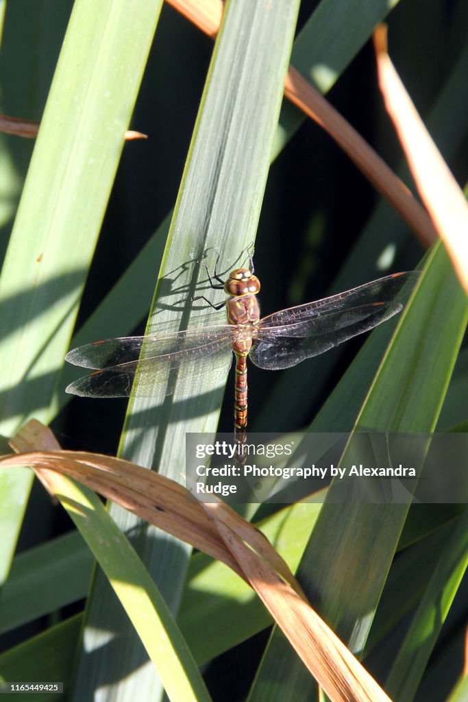 Female California darner.
