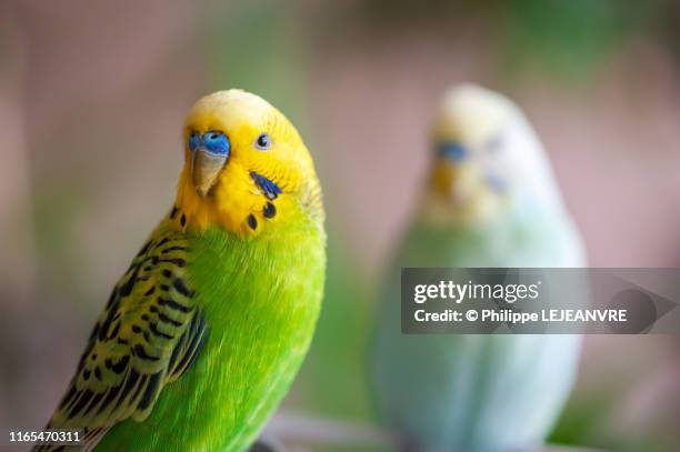 two parakeets looking at camera - wellensittich-sittich stock-fotos und bilder