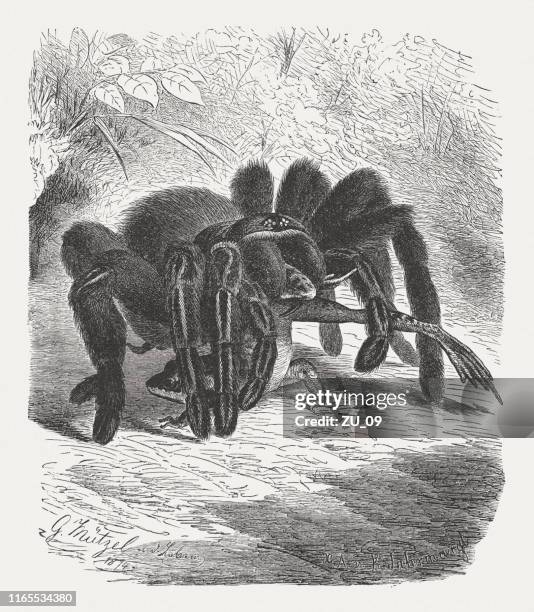 Tarantula And Frog Wood Engraving Published In 1895 High-Res