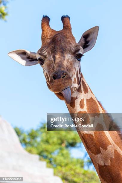 headshot of a giraffe sticking out it's tongue - giraffe stock pictures, royalty-free photos & images