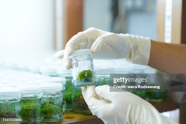 plant science lab - students plant lab stock pictures, royalty-free photos & images