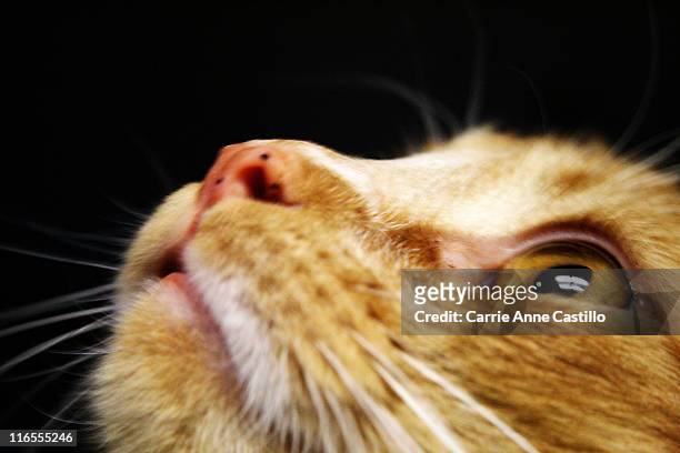 cat looking up - stanislaus county stock pictures, royalty-free photos & images