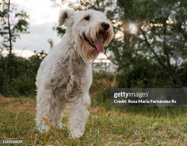 close up of white schnauzer playing in a field. - schnauzer stock pictures, royalty-free photos & images