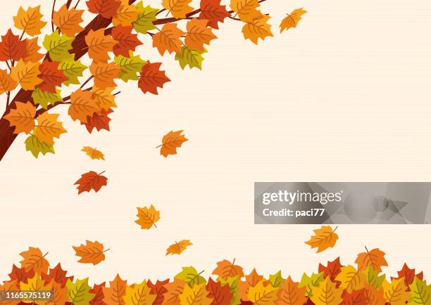 ilustraciones, imágenes clip art, dibujos animados e iconos de stock de caída de hojas de otoño. ilustración vectorial. - arce