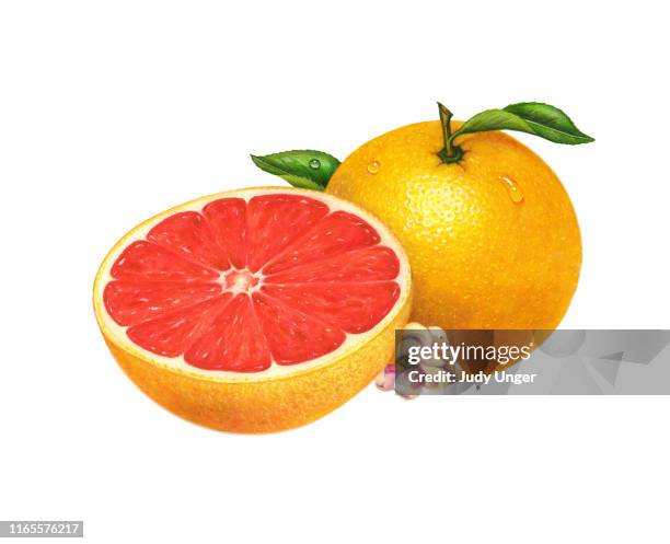 grapefruit pink - photo realism stock-grafiken, -clipart, -cartoons und -symbole