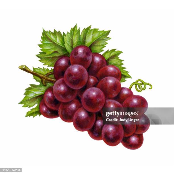 grapes burgundy - photo realism stock-grafiken, -clipart, -cartoons und -symbole