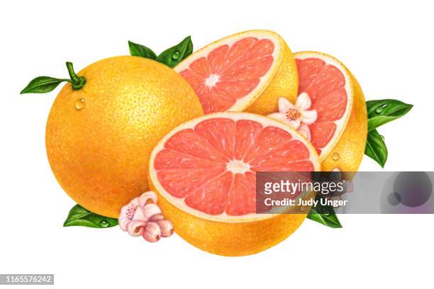 ilustrações, clipart, desenhos animados e ícones de grapefruit pink with blossoms - pomelo rosa