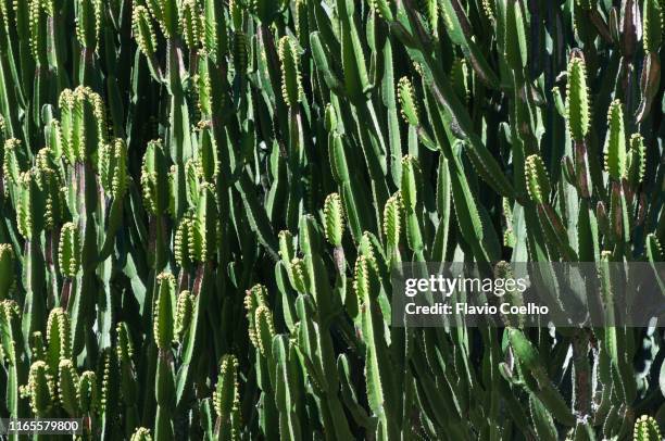 mandacaru cacti - nordeste imagens e fotografias de stock