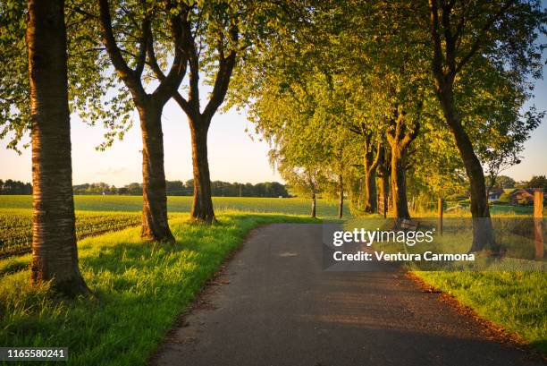 tree avenue in the evening - boulevard stock-fotos und bilder