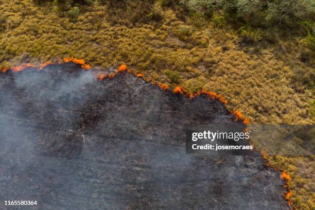 bosbrand in brazilië - burnt stockfoto's en -beelden
