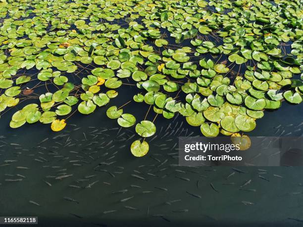 top view of water lily plant and fish in a pond - freshwater stock pictures, royalty-free photos & images