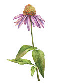 Echinacea purpurea flower close up (also known as the coneflower, tennesseensis, laevigata, pallida, angustifolia). Watercolor hand drawn painting illustration isolated on a white background.