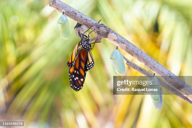 butterfly emerging next to other chrysalids hanging from branch - kokon stock-fotos und bilder
