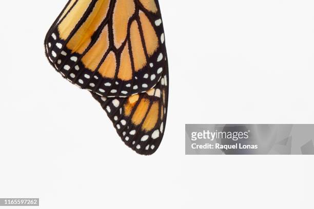 close-up of monarch butterfly wing, side view, on white - papillon fond blanc photos et images de collection