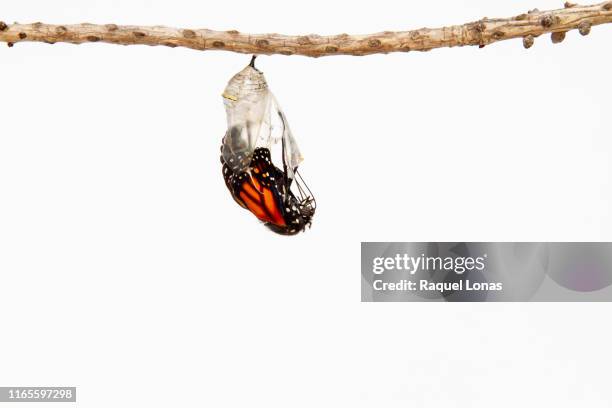 butterfly emerging from its chrysalis - papillon fond blanc photos et images de collection