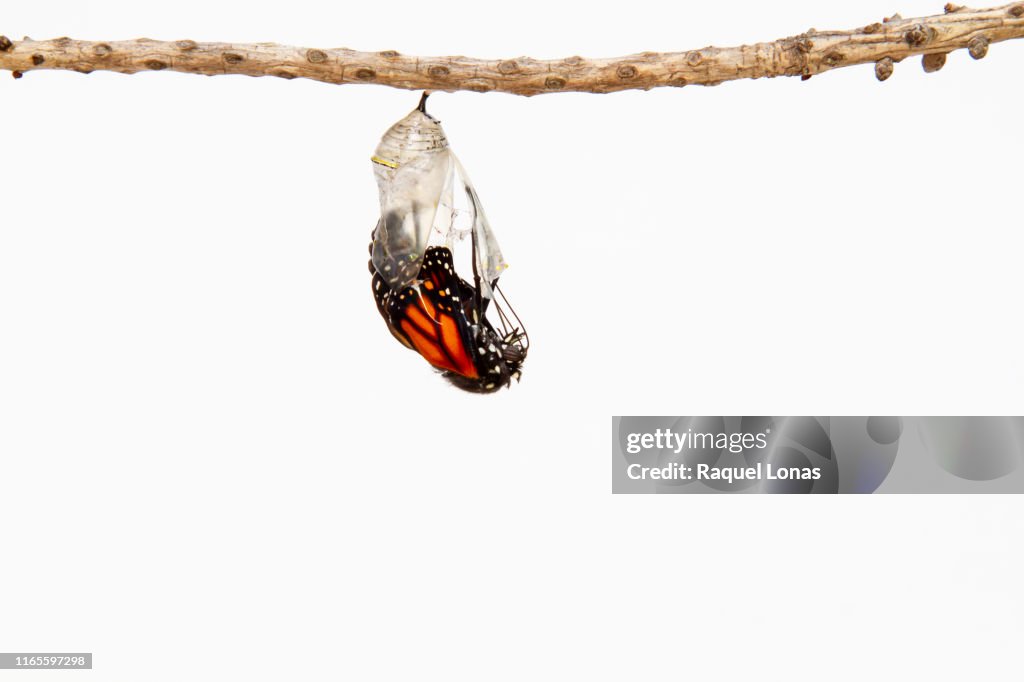 Butterfly emerging from its chrysalis