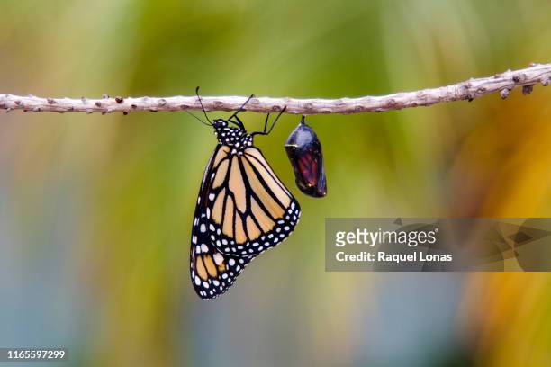 butterfly clings to branch next to chrysalis - pupa stock pictures, royalty-free photos & images