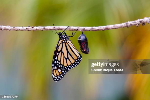 butterfly clings to branch next to chrysalis - 繭 個照片及圖片檔