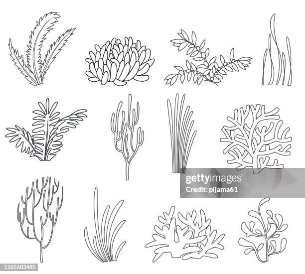 stockillustraties, clipart, cartoons en iconen met tekening zeewier icons set - algae