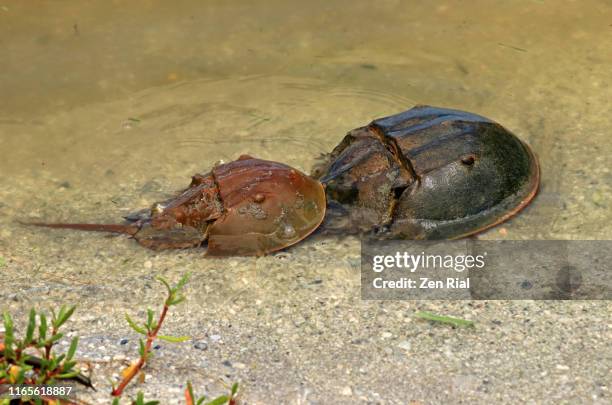 horseshoe crabs mating on sandy brackish water -(limulus polyphemus) - chelicera stock pictures, royalty-free photos & images