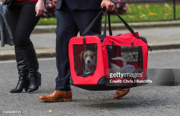 The new Downing Street dog, Dilyn, arrives at number 10 on September 2, 2019 in London, England. British Prime Minister Boris Johnson has threatened...